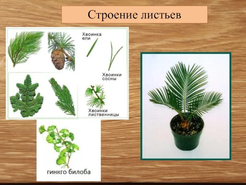 Форма листьев голосеменных. Листья голосеменных. строение листьев голосеменных. строение листа голосеменных. листья голосеменных растений.