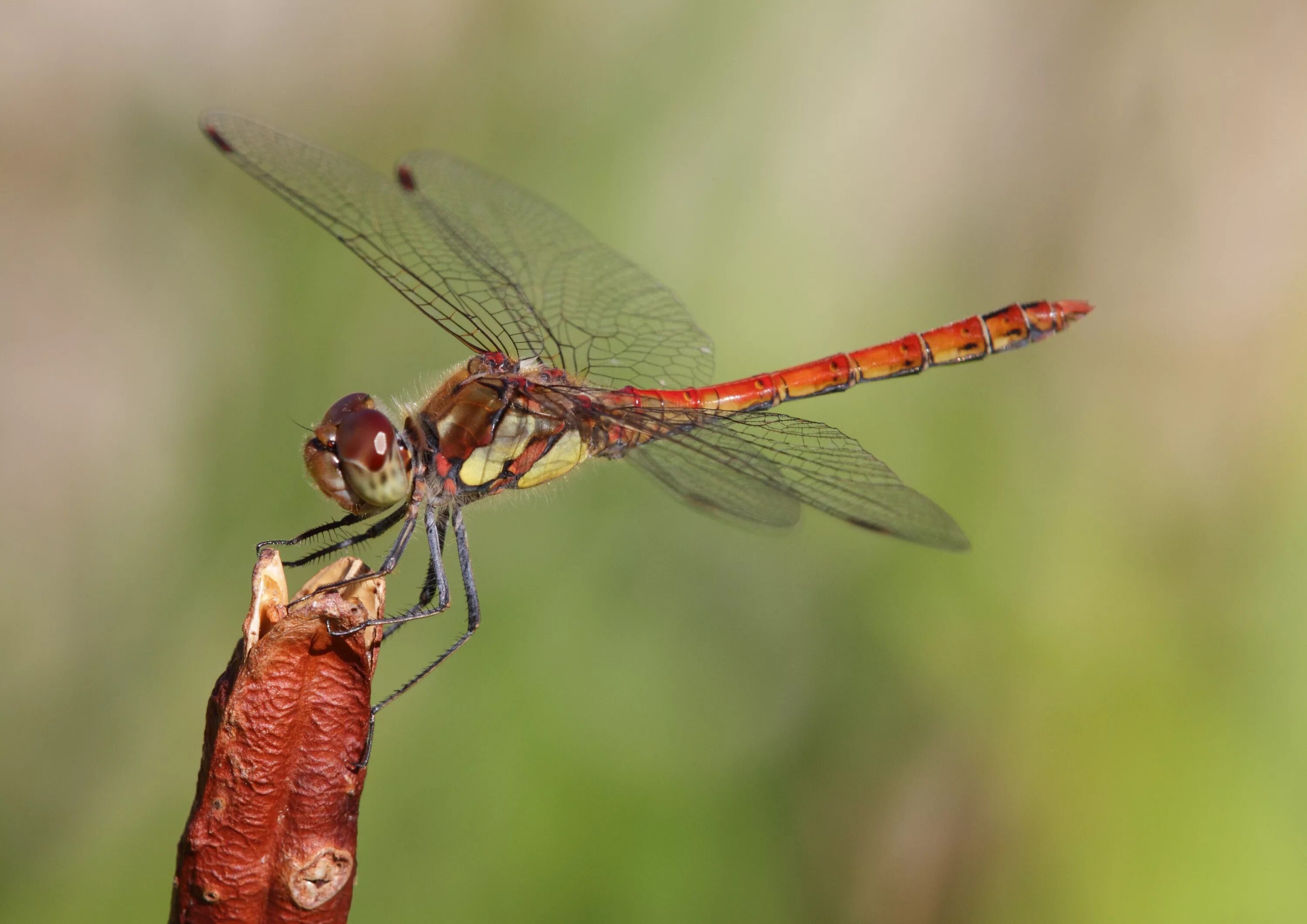 Жук стрекоза. Какие животные относятся к группе насекомых. Стрекоза какая группа животных. Стрекоза окружающий мир. Стрекощыпредставители.