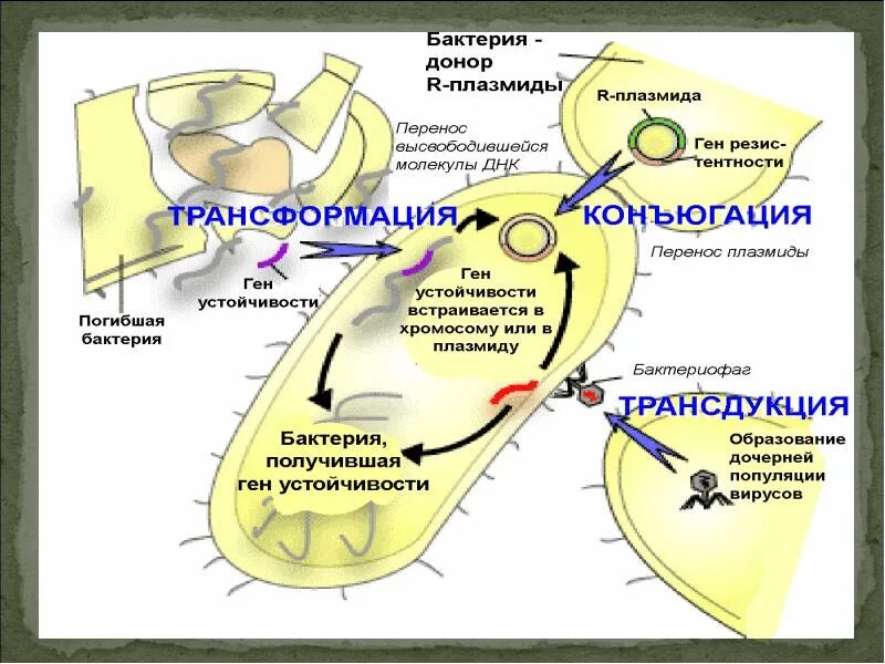 Генные бактерии