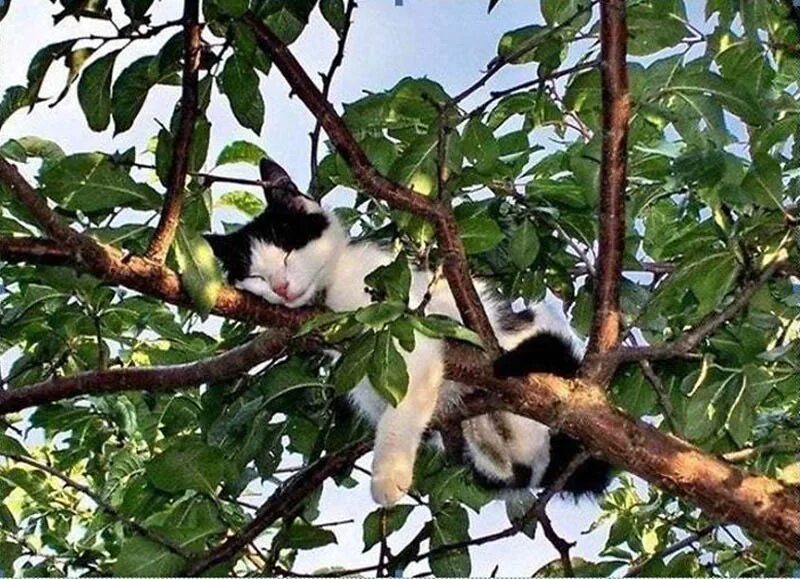 Кот живущий на дереве. Кошки на дереве. коты спят на деревьях.