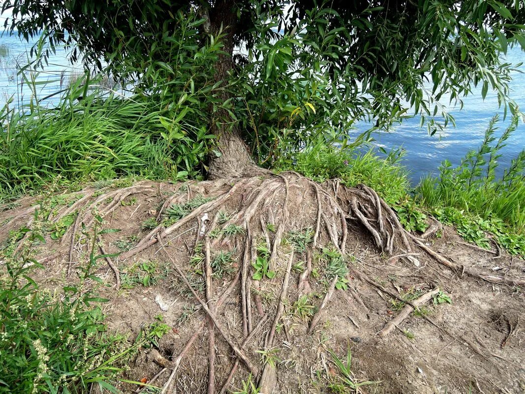 Diversity of root systems. On the top row, root systems are little... Download S