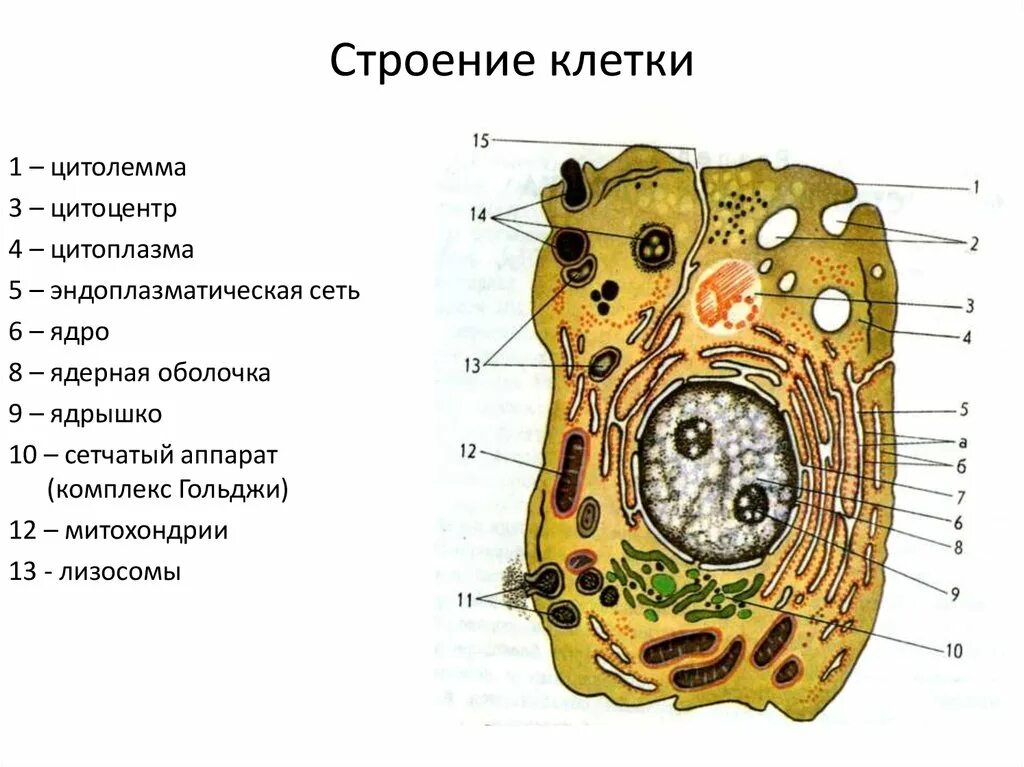 Составляющие любой клетки. Основные части клетки анатомия. Клетка структура строения схема. Общее строение клетки. Основные структуры клетки.. Основные части клетки схема.