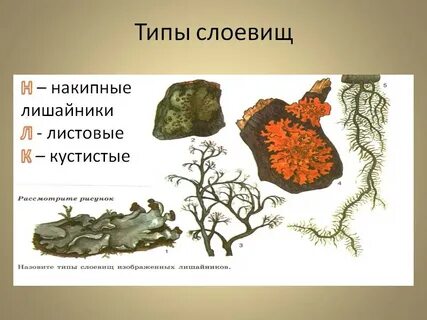 Типы слоевищ