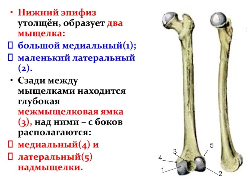 Нижний эпифиз утолщен образует два мыщелка. Межмыщелковая ямка. Эпифиз и мыщелок. Глубокая межмыщелковая ямка. Почему костю назвали костей