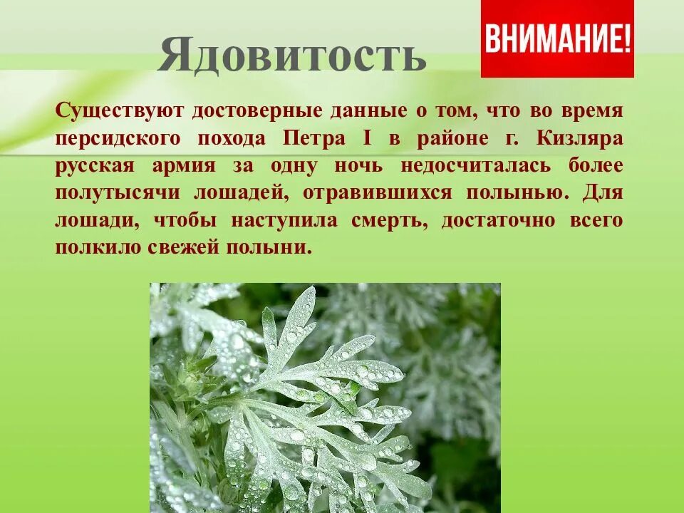 Лечебные свойства полыни