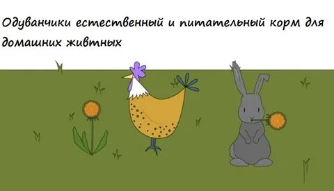 Как бороться с одуванчиками
