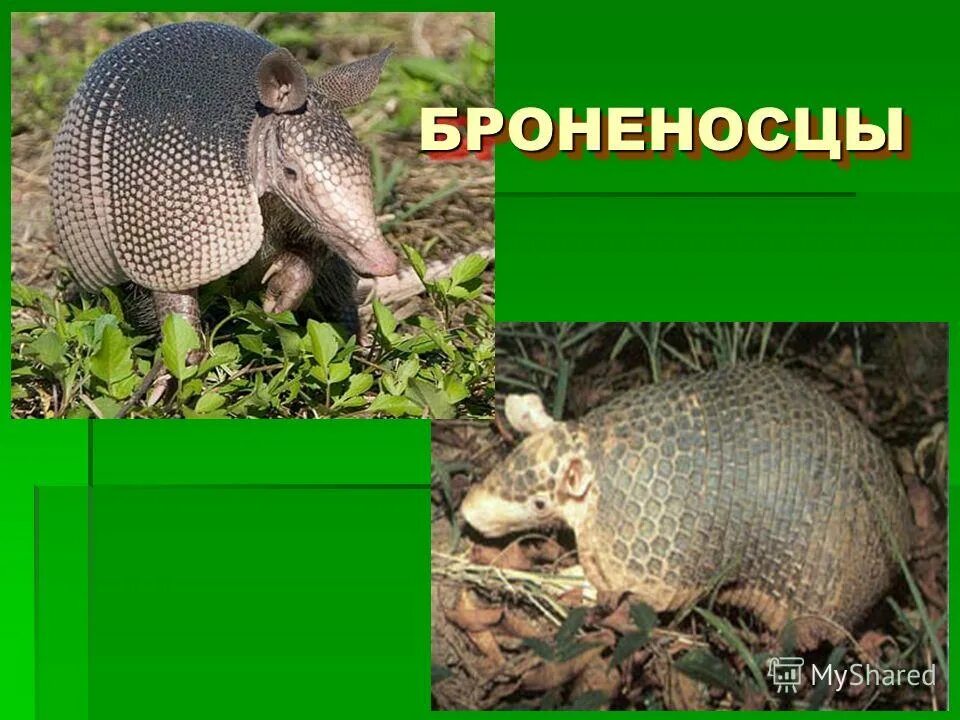Эндемиком южной америки является. Броненосец эндемик южной америки. эндемики южной америки. эндемические животные южной америки. животных эндемиков южной америки.