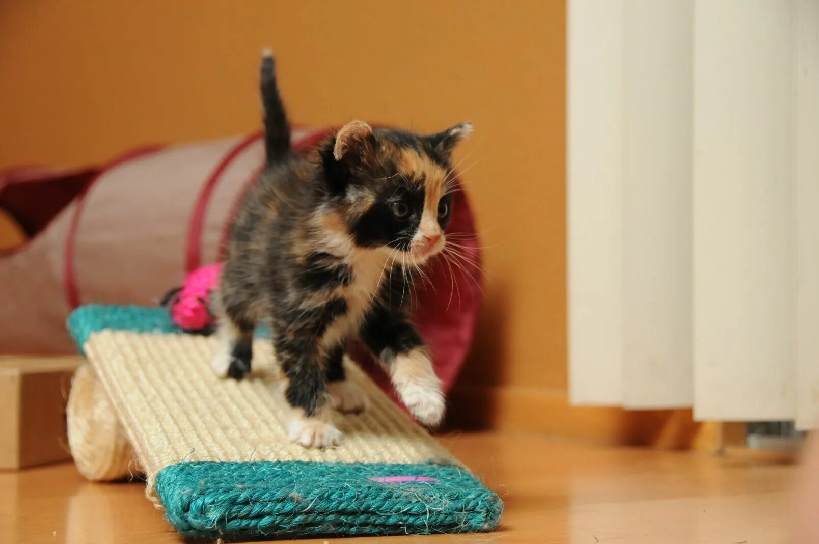 Настроение кошки. Дрессировка котов в домашних. Котик учит уроки. Включи котэ учим. Как выучить кошачий язык.