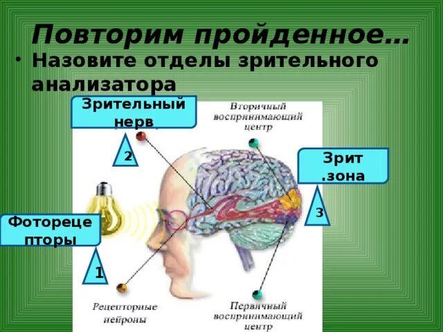 Презентация понятие об анализаторах зрительный анализатор. Рецепторный отдел зрительного анализатора. Профилактика заболеваний зрительного анализатора. Зрит анализатор. Назовите отделы зрительного анализатора..