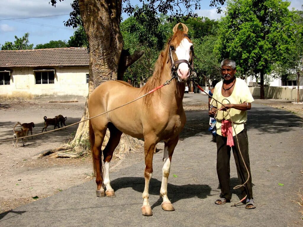 Indian horse