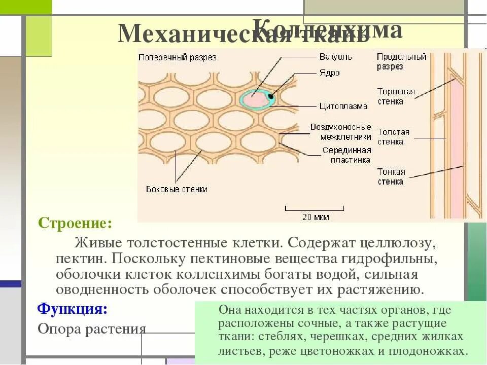Какие клетки содержат целлюлозу