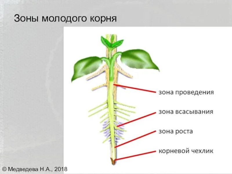 Молодые корешки как называется