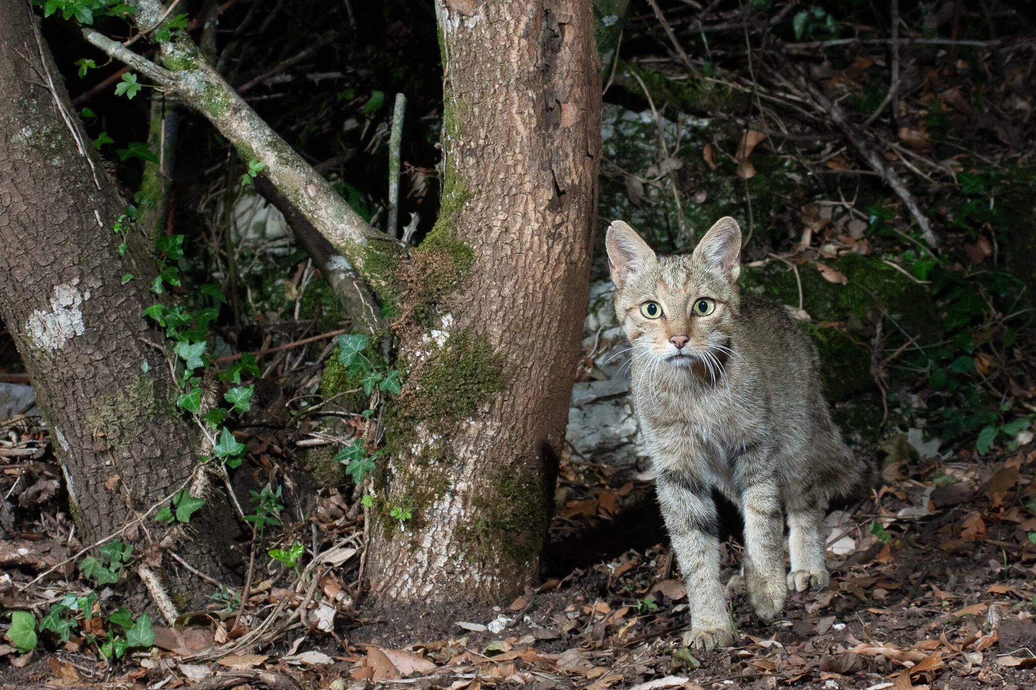 Felis Silvestris. Wildcat (Felis Silvestris). Африканская Дикая кошка Felis Silvestris lybica. Дикие кошки в Абхазии. Песни дикая кошка