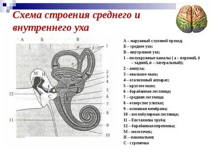 Строение внутреннего уха анатомия