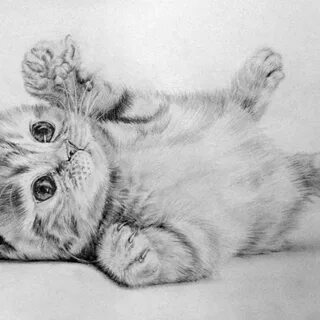 Фотографии нарисованного котенка