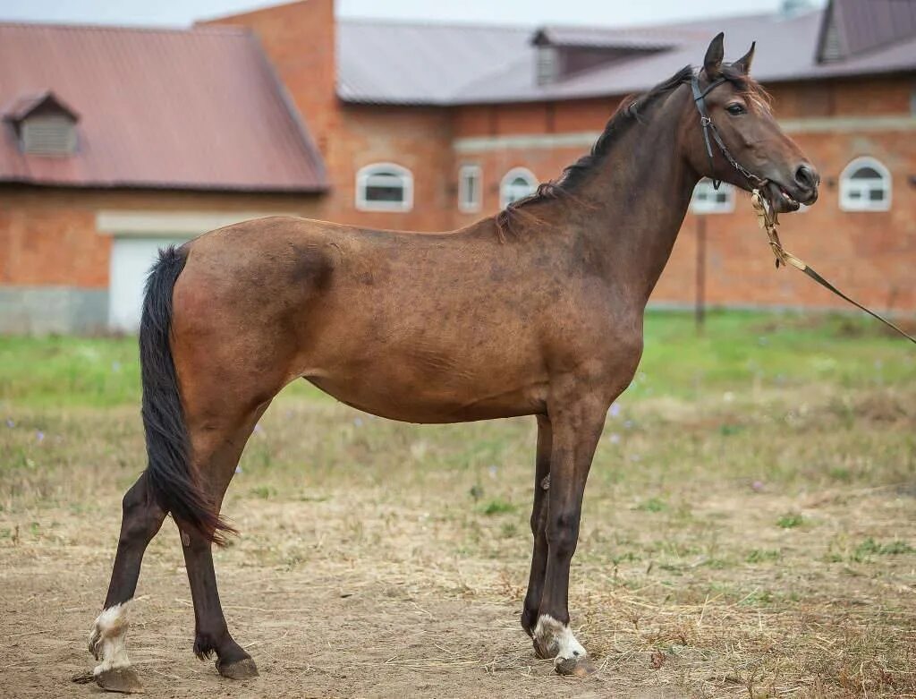 Как назвать лошадь жеребец. Кличка жеребенка. Как назвать лошадь жеребец. Арабский жеребец мансур. Клички лошадей.