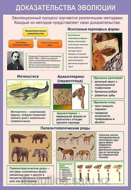 Основные этапы органической эволюции презентация. Основные этапы органической эволюции презентация. Основные этапы органической эволюции. Основные этапы биологической эволюции биология. Начальные этапы биологической эволюции.