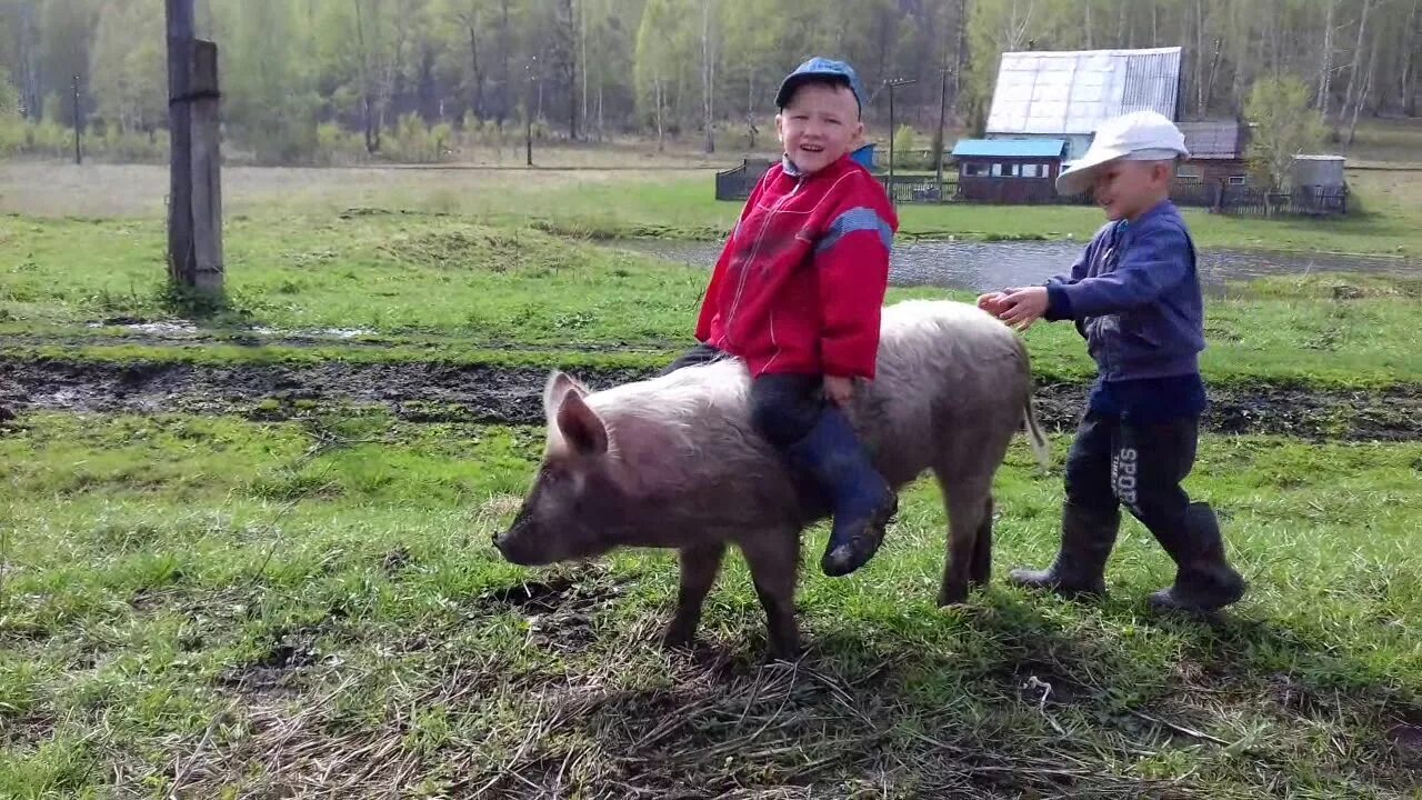 Свиньи в селе. Дети катаются на свиньях.