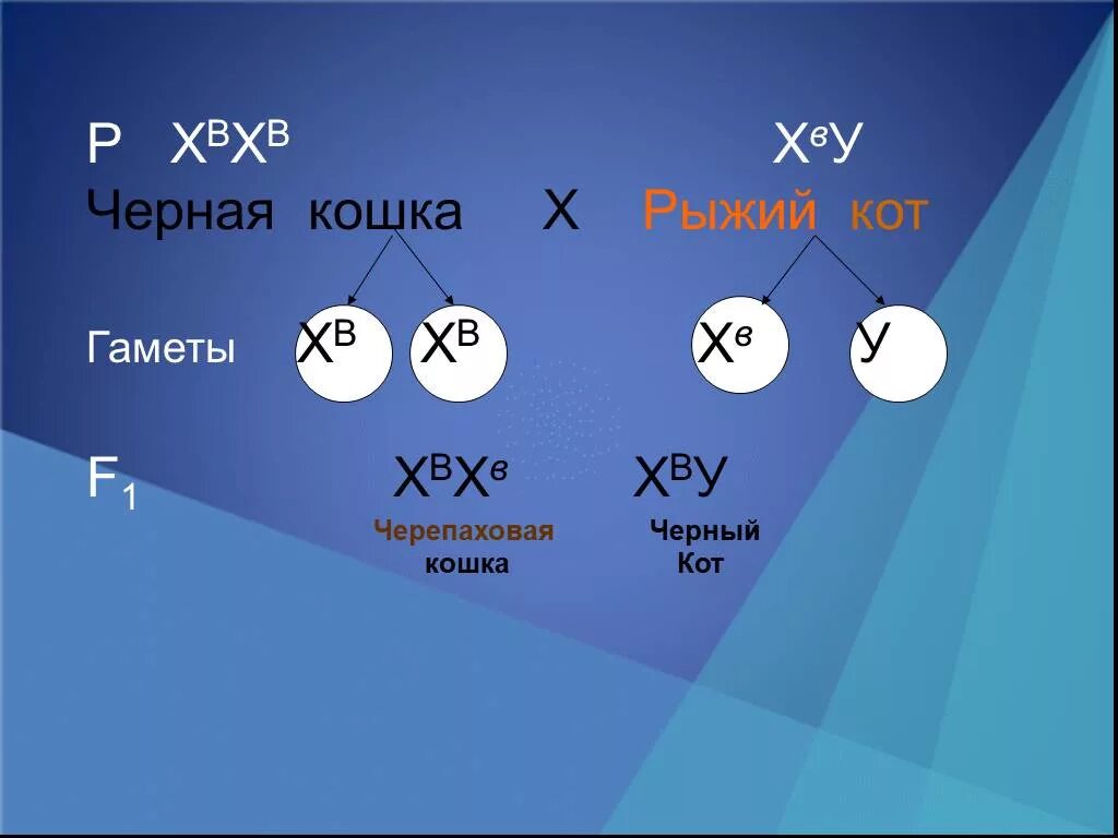 Сцепленное с полом наследование черепаховая кошка. Гаметы у кошек. Генотип черепаховой кошки. Черепаховая кошка генетика.