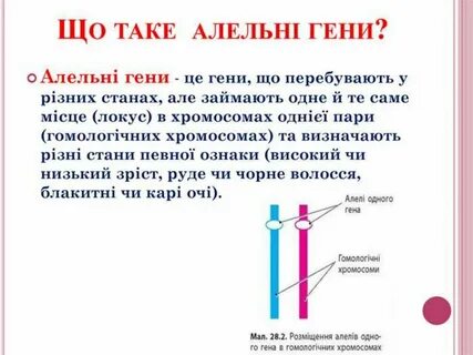 Алель
