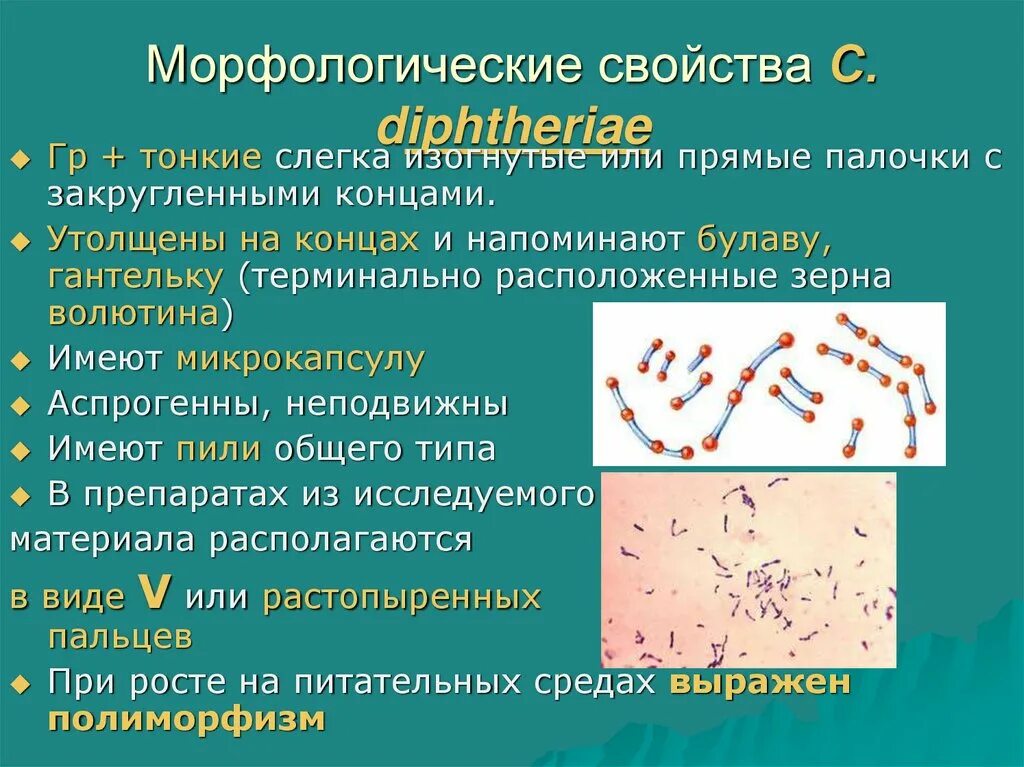 К каким инфекциям относятся следующие заболевания дифтерия. Коринебактерия дифтерии морфология. Дифтерийная палочка морфология. Морфология и тинкториальные свойства дифтерии. Морфологические признаки коринебактерии дифтерии.