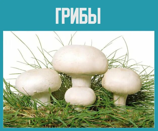 Проект по биологии 5 класс грибы шампиньоны Выполнила: учитель МОУ Кунашакской средней школы Носаченко Ольга Борисовна ска