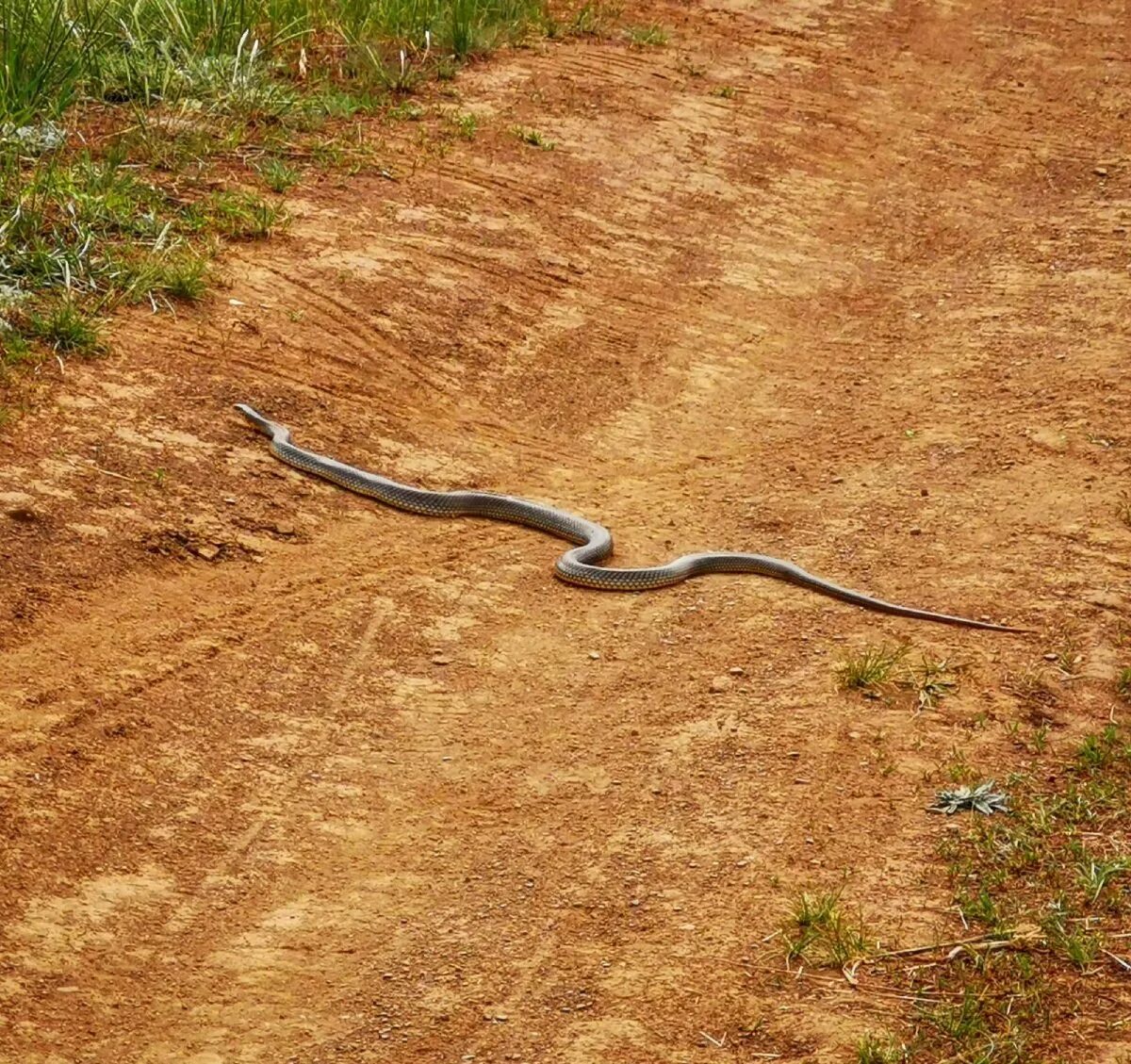 Новое желтобрюхов. Желтобрюхий полоз (Dolichophis caspius). Полоз змея желтобрюхий. Степной удав желтобрюх. Желтобрюхий полоз Краснодарский край.