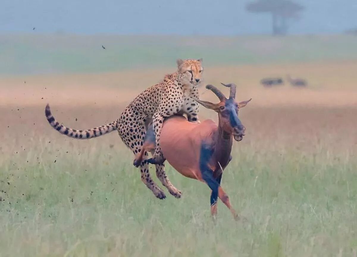Гепард напал на антилопу. Гепард догоняет антилопу. Антилопы Кении.