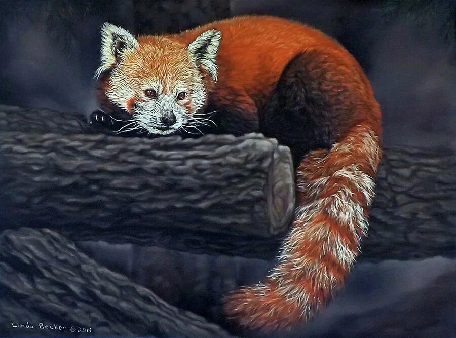 Красная панда в бамбуковом лесу. Red panda картины. Картины малой панды. Red panda картины. Red panda картины.