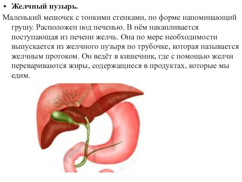 Как работает желчный пузырь у человека. Желчный пузырь. желчный пузырь человека. желчный пузырь расположен. строение человека желчный пузырь.