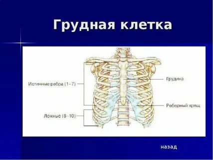 Грудина вид соединения