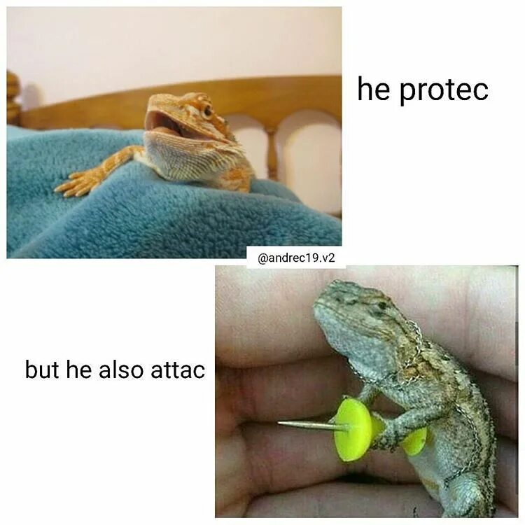 To me but also to. He protec but he also attac. he attac he protec. he protect he attack. he protect he attack but most importantly he.
