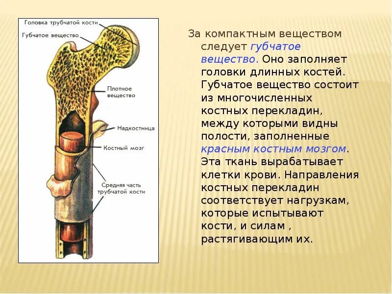 Где находится губчатое вещество. Трубчатая кость красный костный мозг. губчатая кость губчатое вещество. костно мозговая полость трубчатой кости. трубчатая кость и губчатая кость.
