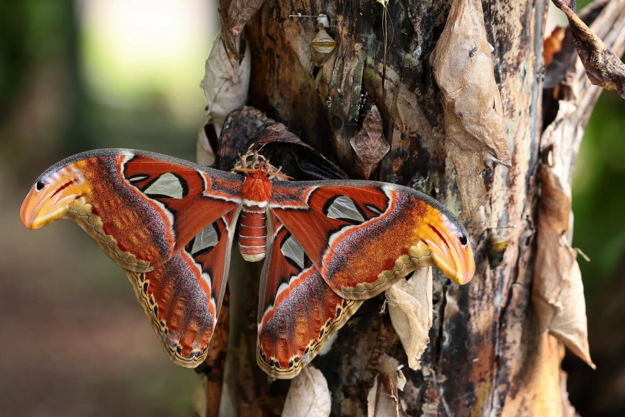 Павлиноглазка атлас. Бабочка павлиноглазка атлас. attacus atlas бабочка. павлиноглазка атлас attacus atlas. сатурния – павлиноглазка геркулес.