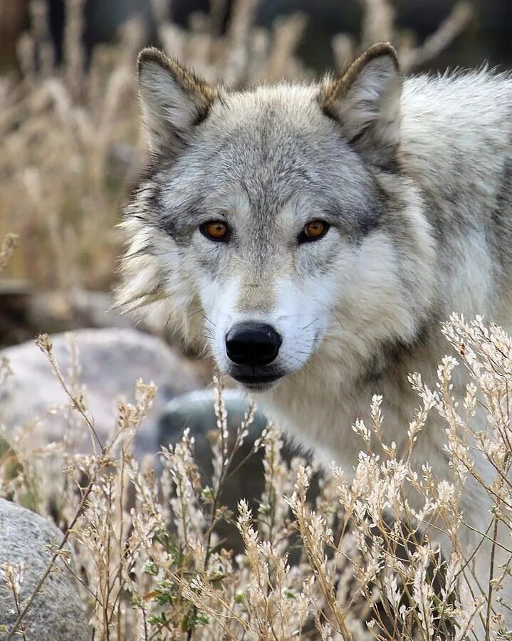 Макензийский Тундровый волк. Сибирский Тундровый волк. Среднерусский волк. Волчонок Лобо. Beautiful wolves