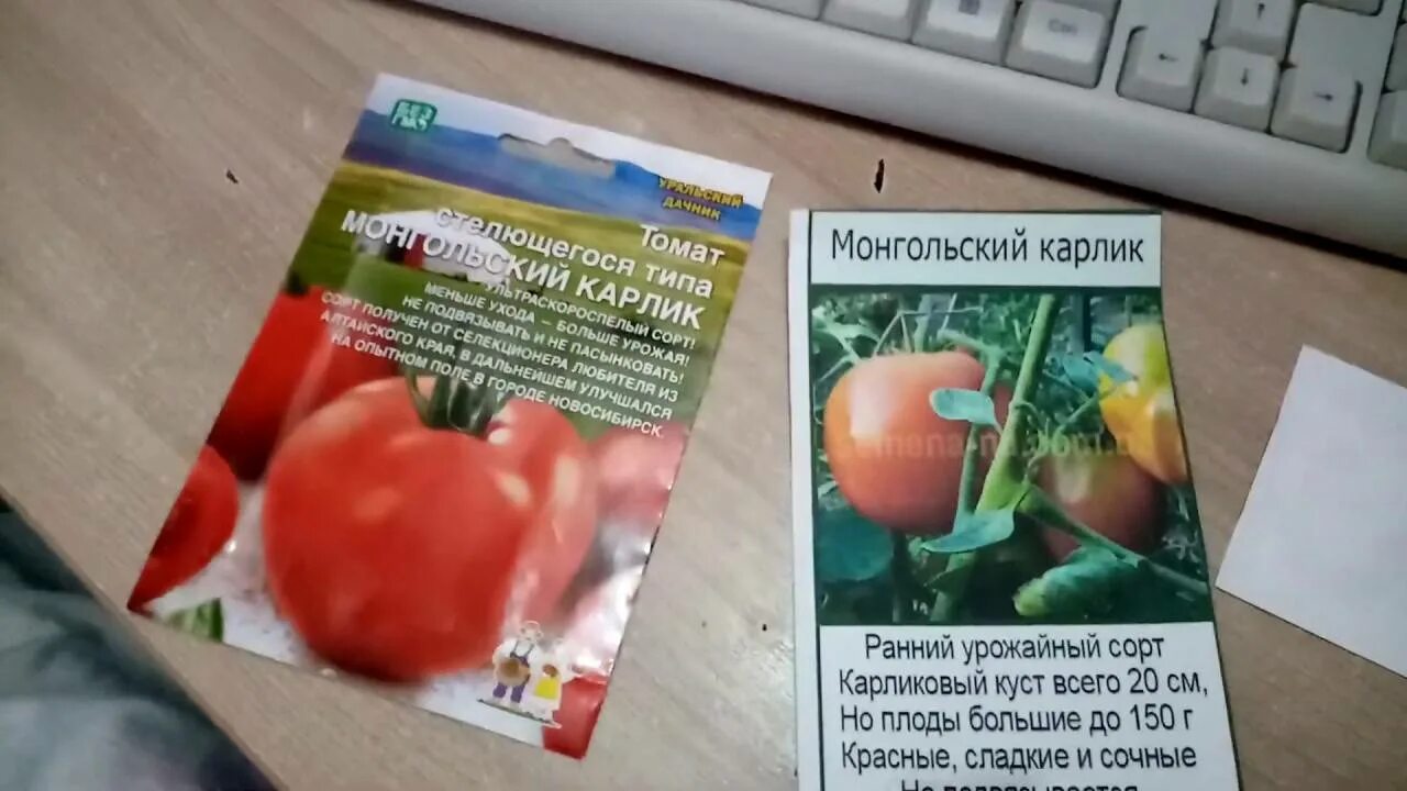 Монгольский карлик характеристика и описание сорта. Монгольский карлик характеристика и описание сорта. Томат монгольский карлик сибирский сад. Томат мангольд карлик. Сорт томата монгол карлик.