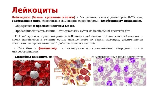 Лейкоциты срок жизни клетки. Красный костный мозг лейкоциты. Лейкоциты в костном мозге. Лейкоциты образуются в Красном костном мозге.