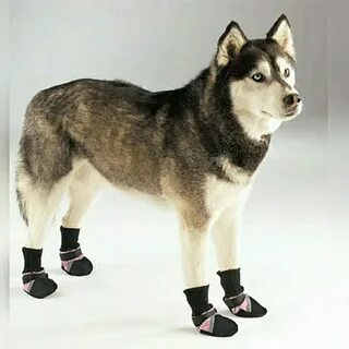 Foot dogs