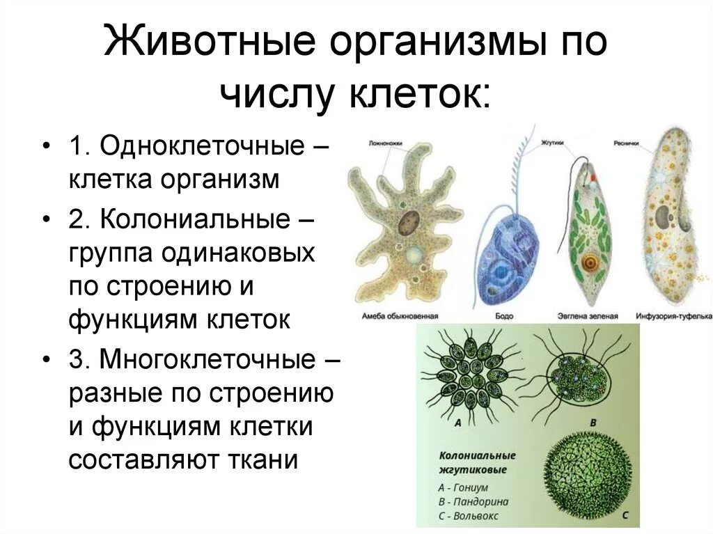 Что состоит из 1 клетки. Биология 5 организмы одноклеточные многоклеточные. Одноклеточные многоклеточные колониальные таблица. Одноклеточные оргаганизмы. Клетка одноклеточного организма.