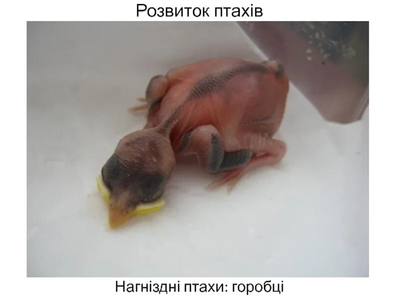 Воробей желторотик птенец новорожденный. Птенцы Воробьев новорожденных. Выкармливание птенцов воробья. Новорожденные воробьи.