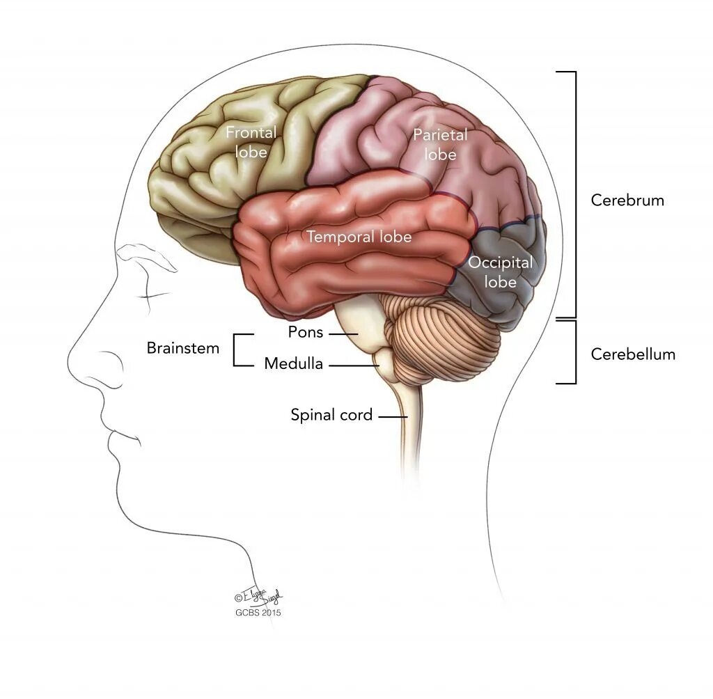 High brains. Cerebrum головной мозг. Cerebrum анатомия. Brain structure.