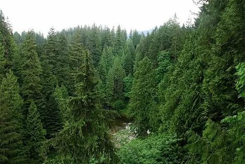 Бореальные хвойные леса