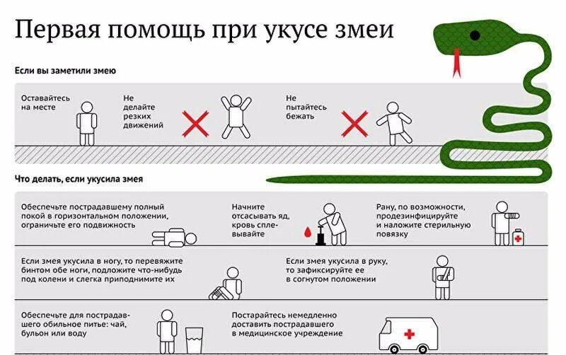 Помощь при укусе змеи. Оказание первой помощи при укусах ядовитых змей. меры первой помощи при укусе ядовитой змеи. оказание первой медицинской помощи при укусе змеи. 1 помощь при укусе ядовитой змеи.