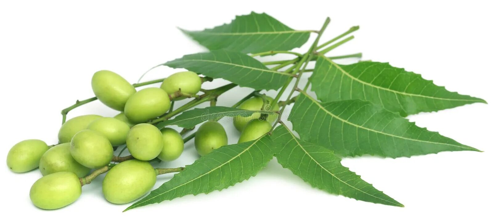 Нима ни. Neem leaf дерево. листья нима. neem растение. семена нима.