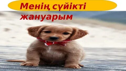 Джек және үш бұршақ сабағы туралы секс мультфильмін қараңыз