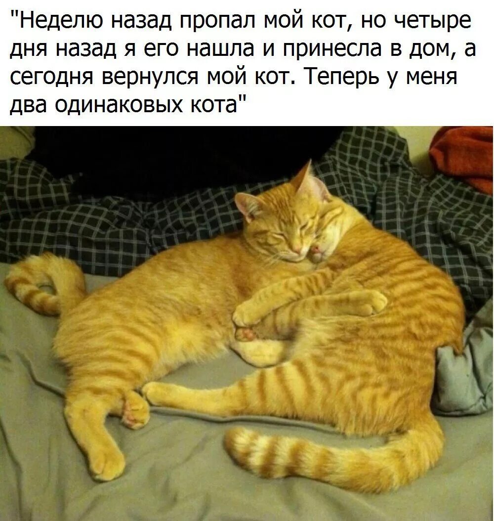 Почему коты возвращаются