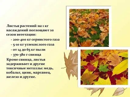 Листья опали как правильно