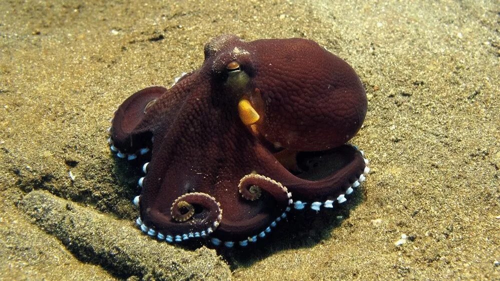 Головоногие голова. Кокосовый осьминог (Coconut Octopus). Октопус моллюск. Октопус маргинатус. Двужаберные головоногие.