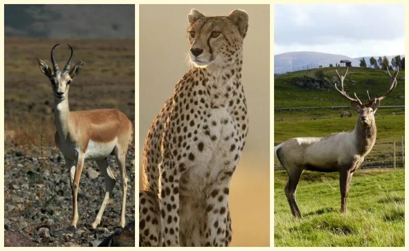 Енген. Жануарлар дүниесі презентация. Сайгак-вид животных из отряда парнокопытных. Жануарлар мен өсімдіктер. Жануарлар мен өсімдіктер.