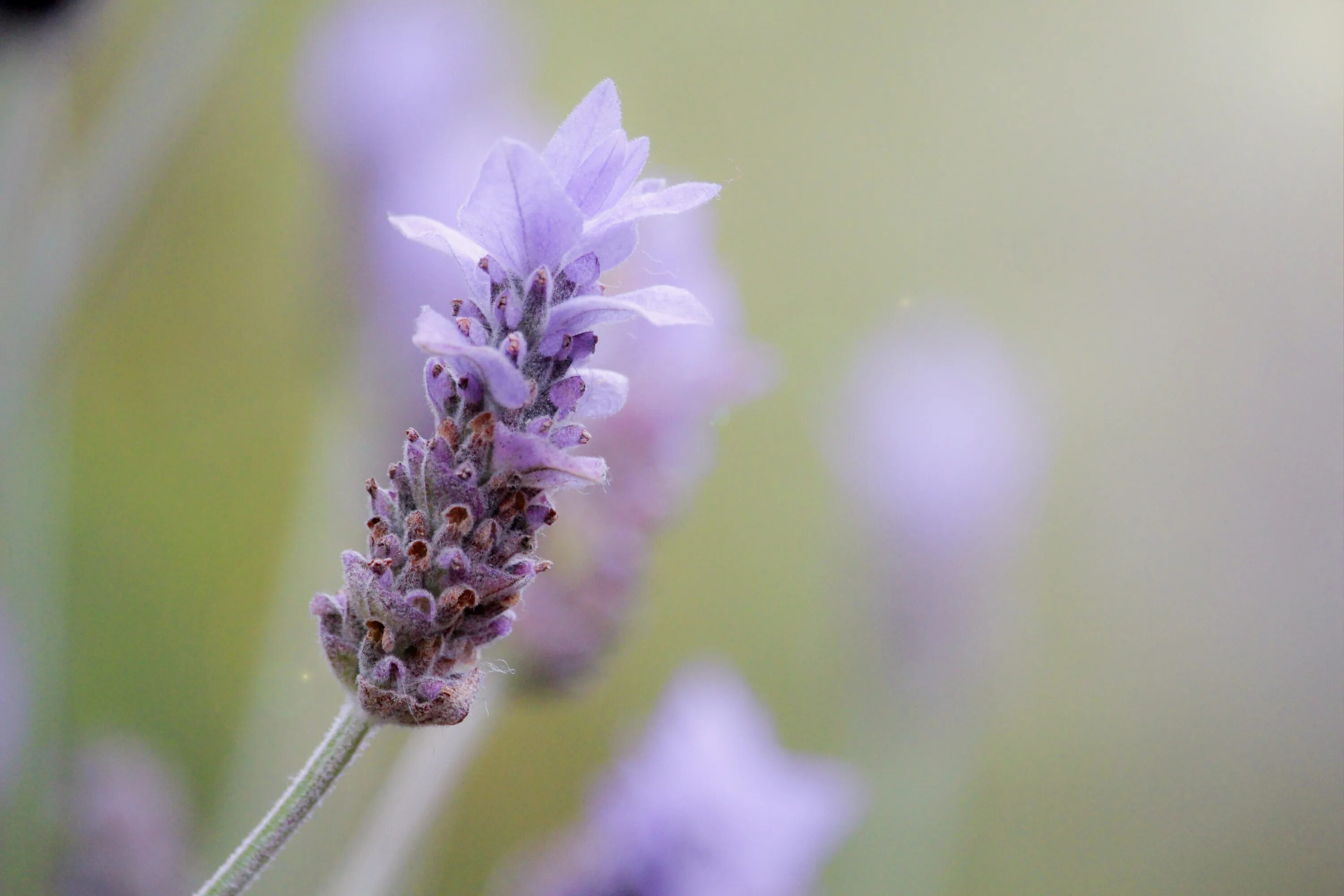 Лаванда цветок фото крупным планом. Лаванда (lavandula). Лаванда узколистная phenomenal. Лаванда черешчатая. Лаванда цветок фото крупным планом.